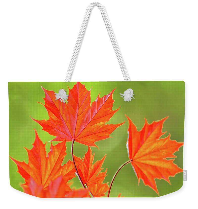 Leaf Weekender Tote Bag featuring the photograph Orange Maple Leaves by Christina Rollo
