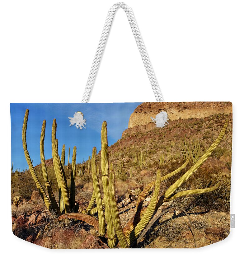 00557655 Weekender Tote Bag featuring the photograph Organ Pipe Cactus, Ajo Mts, Organ Pipe Cactus Nm, Arizona by Tim Fitzharris