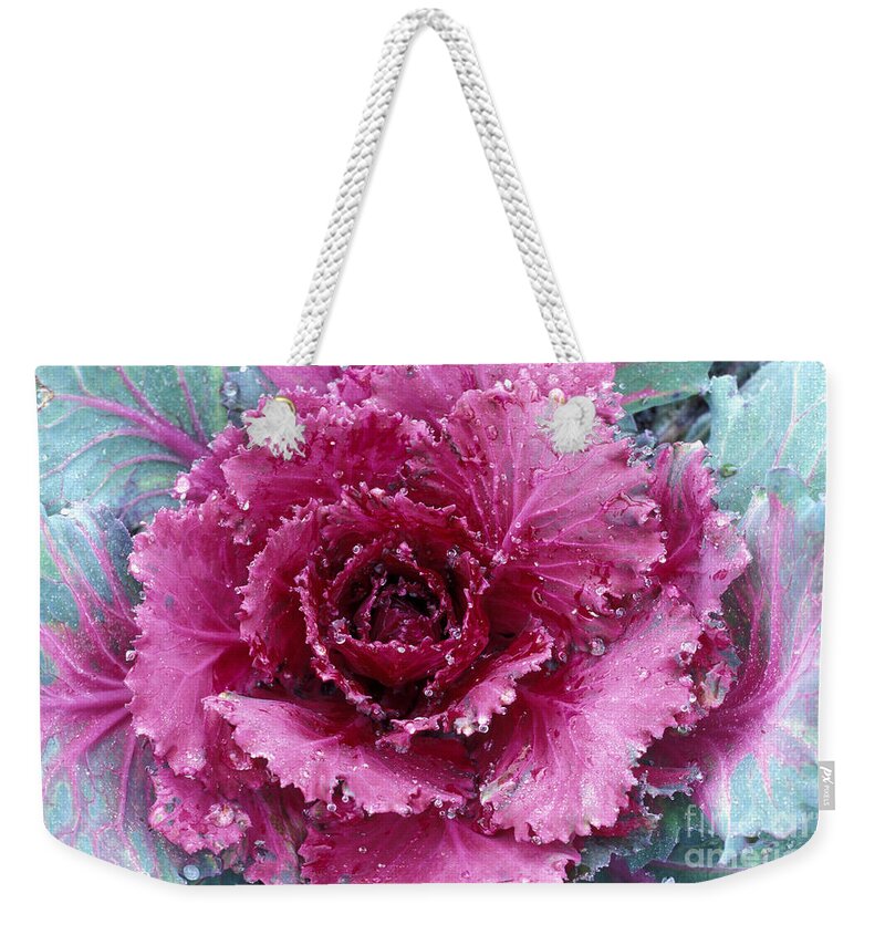 Cabbage Weekender Tote Bag featuring the photograph Ornamental Cabbage, Italy by 