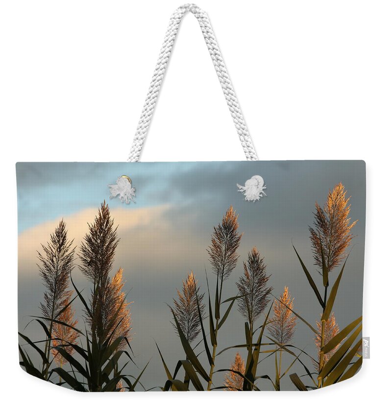 Pampas Grass Weekender Tote Bag featuring the photograph Ornamental Pampas Grass by Ann Murphy