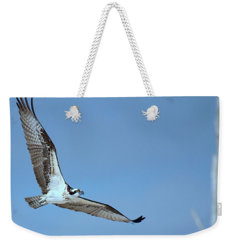 Osprey Weekender Tote Bag featuring the photograph Osprey by Nunweiler Photography