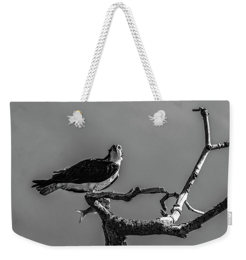 Raptor Weekender Tote Bag featuring the photograph Osprey With Lunch by Cathy Kovarik