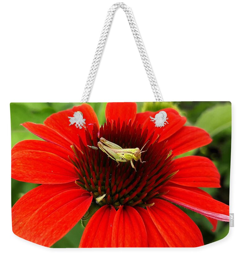 Insect Weekender Tote Bag featuring the photograph Ouch Ouch Ouch by Dani McEvoy