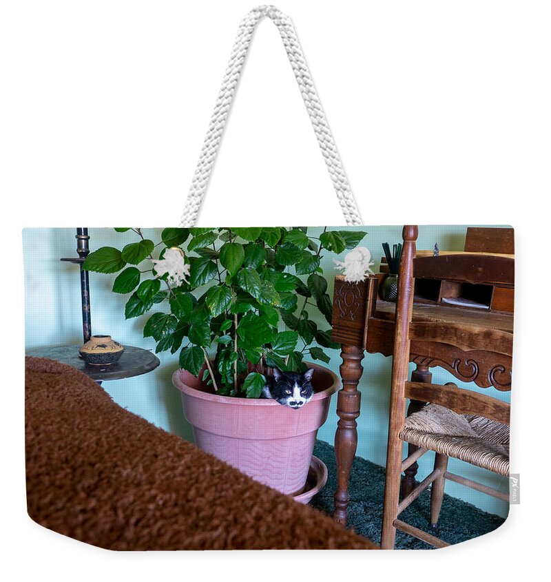 Cat Weekender Tote Bag featuring the photograph Out Pops the Cat by Ivars Vilums