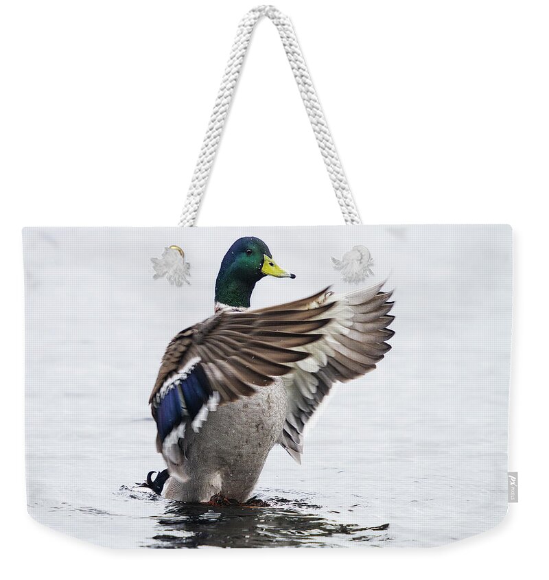 Mallard Weekender Tote Bag featuring the photograph Outstreched Wings of a Mallard by Bob Decker