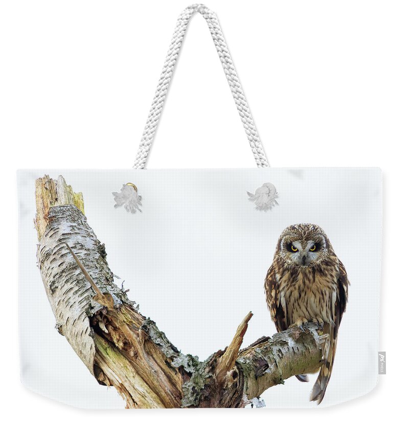 Eide Road Weekender Tote Bag featuring the photograph Owl on Tree Stump by Briand Sanderson