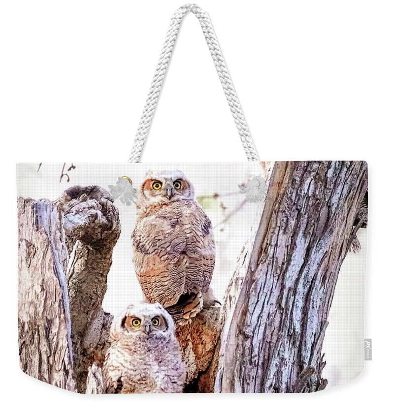 Great Horned Owl Weekender Tote Bag featuring the photograph Owl Trio Standing Guard by Judi Dressler