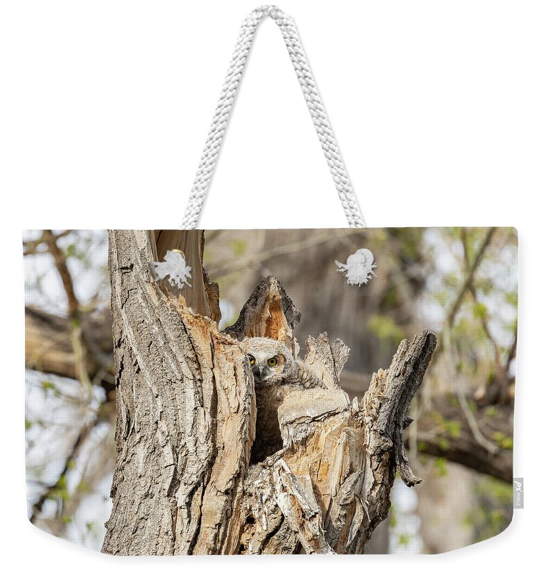 Owl Weekender Tote Bag featuring the photograph Owlet Peeks Out in the Evening Sun by Tony Hake
