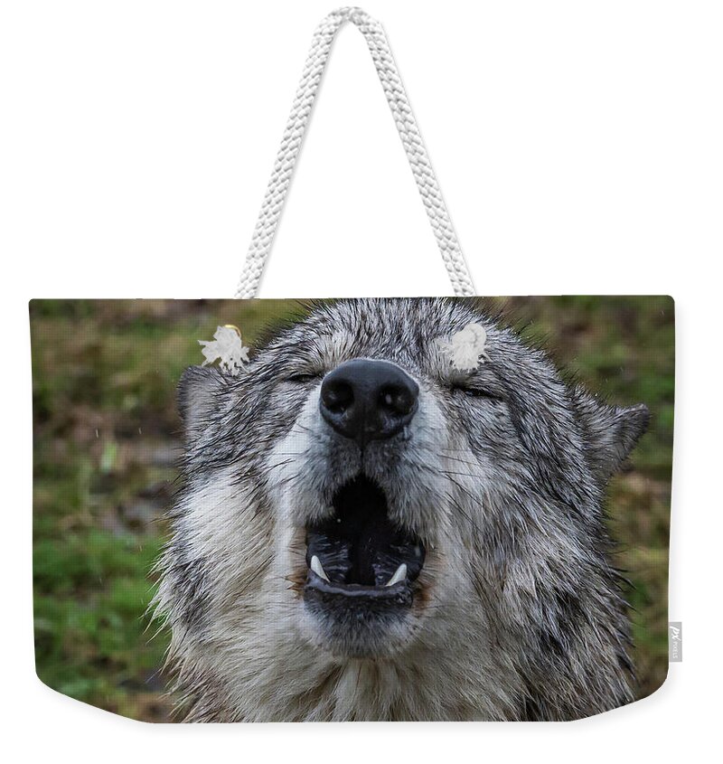 Howling Wolf Wolves Wolf Weekender Tote Bag featuring the photograph Owwwwwwwwwww by Laura Hedien