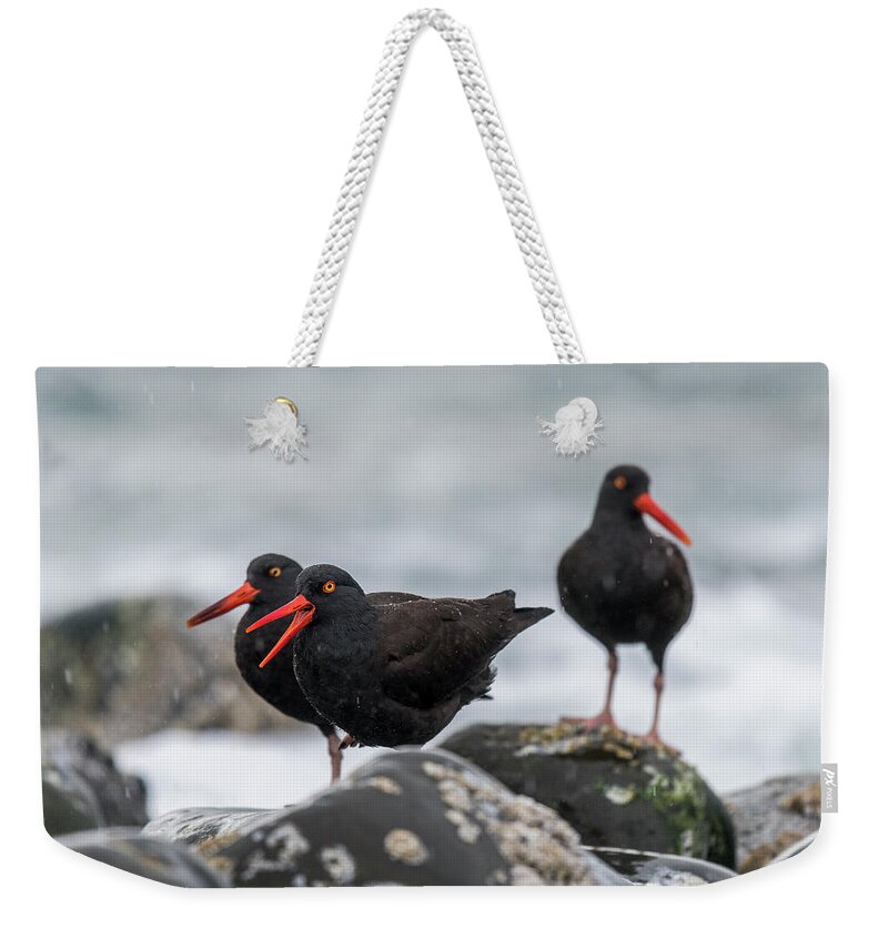 American Black Oystercatchers Weekender Tote Bag featuring the photograph Oystercatchers in the Rain by Robert Potts