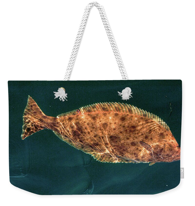 Fishing Weekender Tote Bag featuring the photograph Pacific Halibut by David Shuler