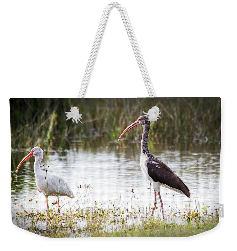 Ibis Weekender Tote Bag featuring the photograph Pair of White Ibis by Bob Decker