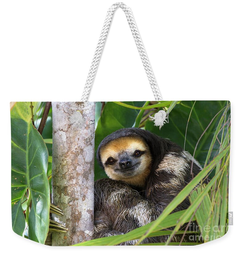 Mp Weekender Tote Bag featuring the photograph Pale-throated Three-toed Sloth by Suzi Eszterhas