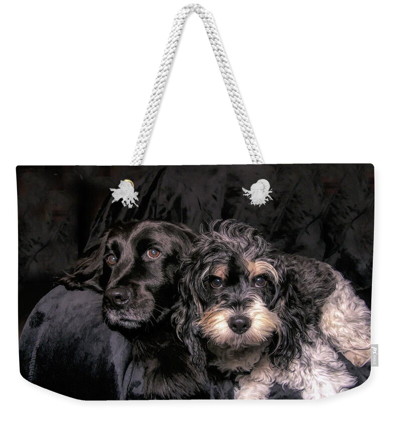 Cavapoo Weekender Tote Bag featuring the photograph Pampered Pets by Amy Dundon