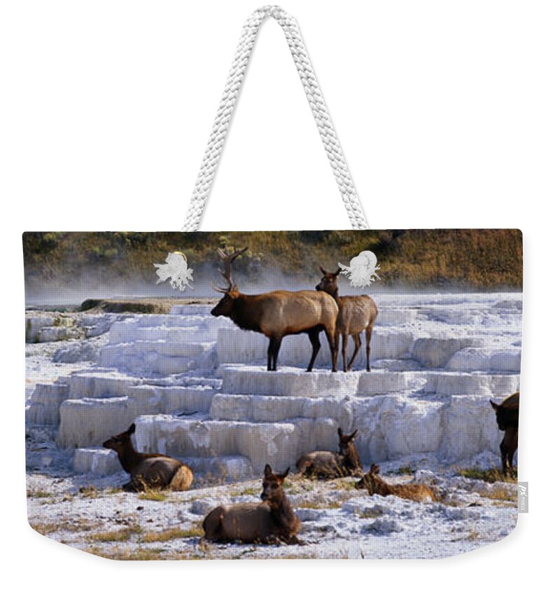 Panoramic Weekender Tote Bag featuring the photograph Panoramic Scene Of Elk In Winter by Robert Glusic
