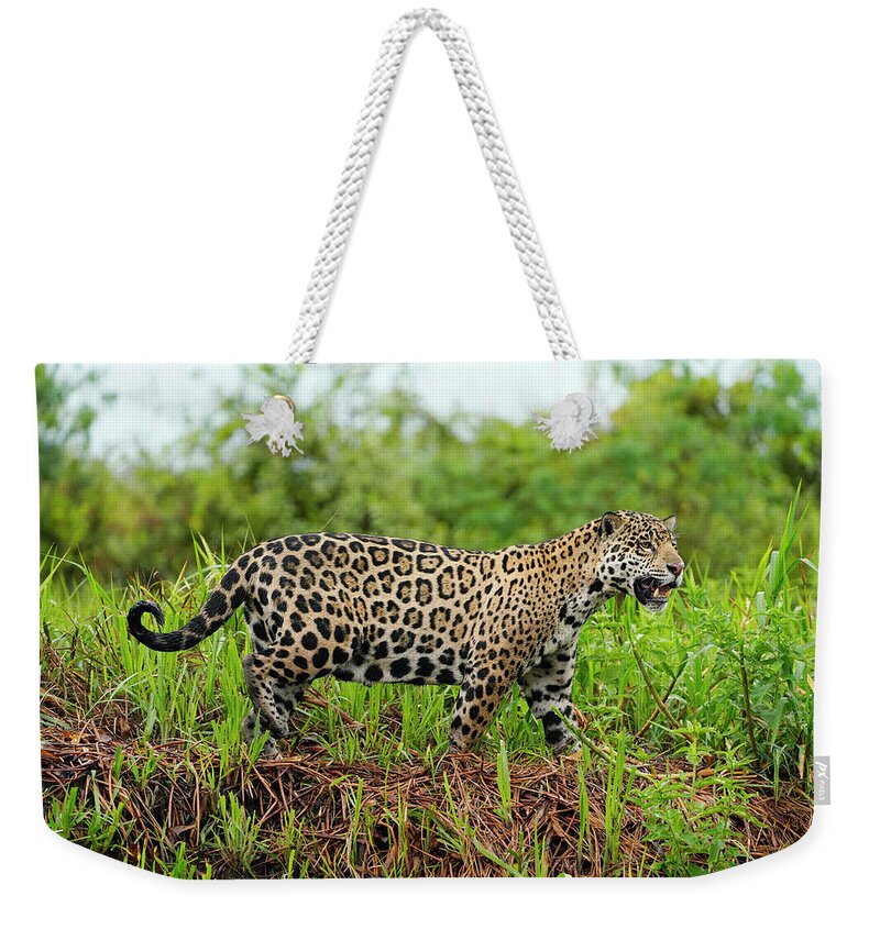 00640543 Weekender Tote Bag featuring the photograph Pantanal Jaguar Stalking Pantanal by Hiroya Minakuchi