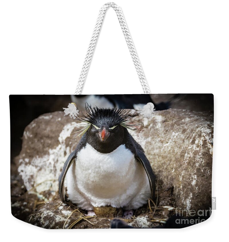 Rockhopper Penguin Weekender Tote Bag featuring the photograph Parenting by Paulette Sinclair
