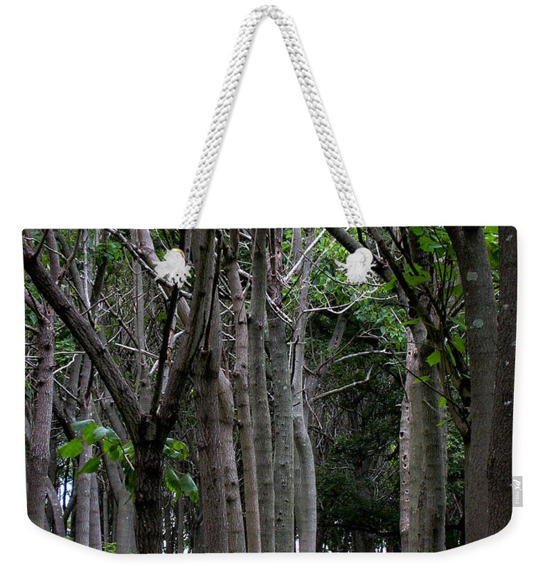 Paulownia Weekender Tote Bag featuring the photograph Paulownia Grove by Steve Ember