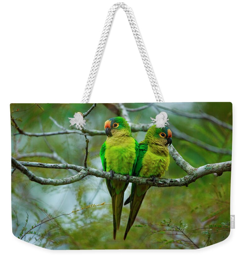 Vertebrate Weekender Tote Bag featuring the photograph Peach-fronted Parakeets, Aratinga by Mint Images/ Art Wolfe