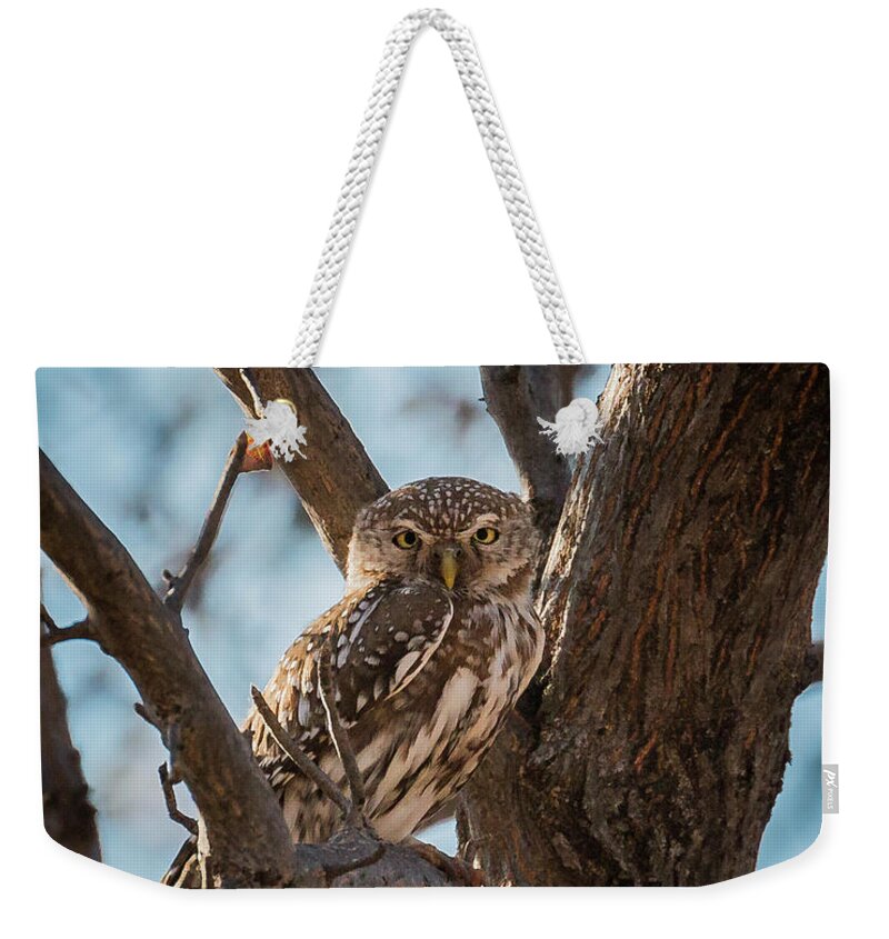 Pearl-spotted Weekender Tote Bag featuring the photograph Pearl-spotted Owlet by Claudio Maioli