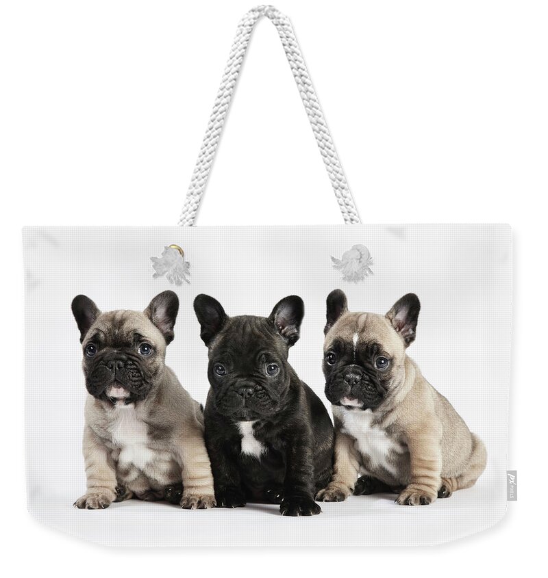 Pets Weekender Tote Bag featuring the photograph Pedigree French Bulldog Puppies In A by Andrew Bret Wallis