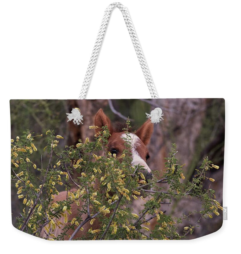 Foal Weekender Tote Bag featuring the photograph Peek-A-Boo by Shannon Hastings