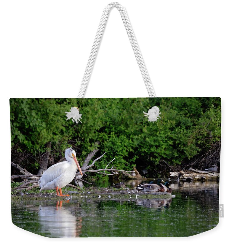Pelican Weekender Tote Bag featuring the photograph Pelican and Friends by Kae Cheatham