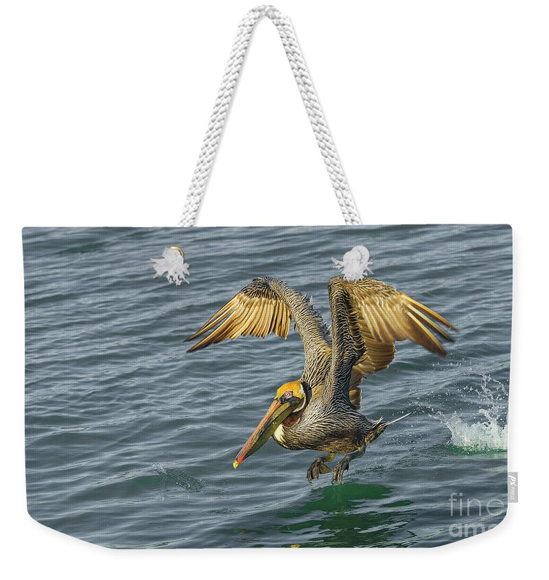 Pelican Flight Weekender Tote Bag featuring the photograph Pelican take off by Stefano Senise