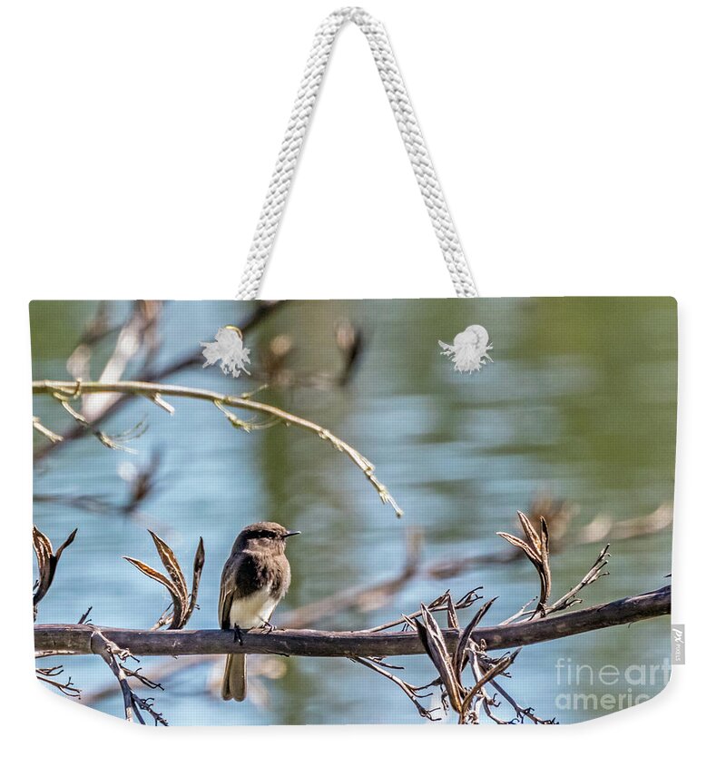 Black Phoebe Weekender Tote Bag featuring the photograph Phoebe by Kate Brown