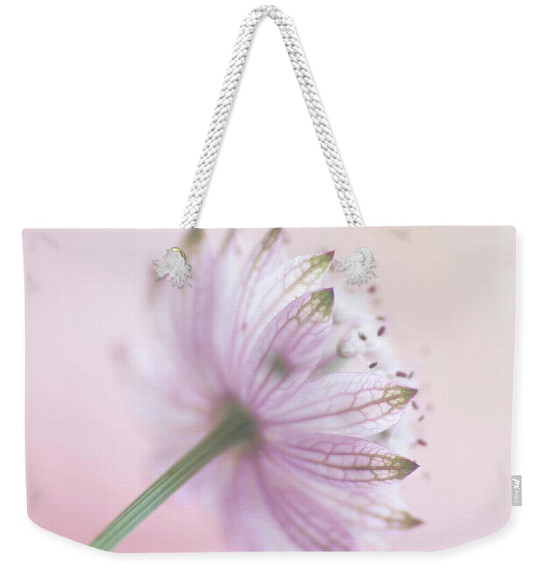Apiaceae Weekender Tote Bag featuring the photograph Pink Astrantia by Jill Ferry
