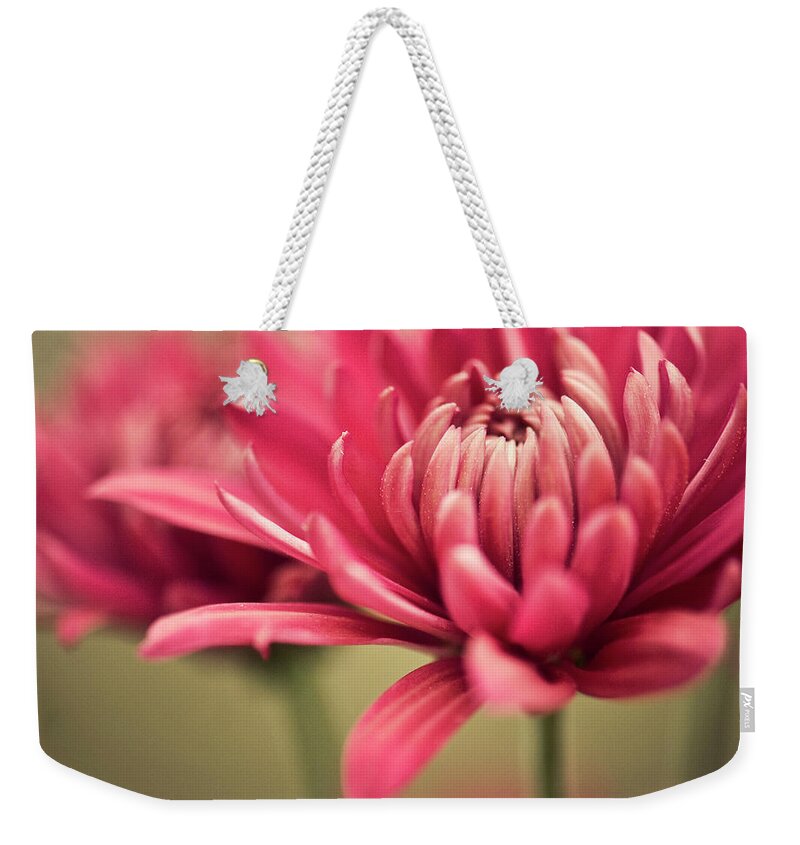 Chrysanthemum Weekender Tote Bag featuring the photograph Pink Mum Flowers by Jody Trappe Photography