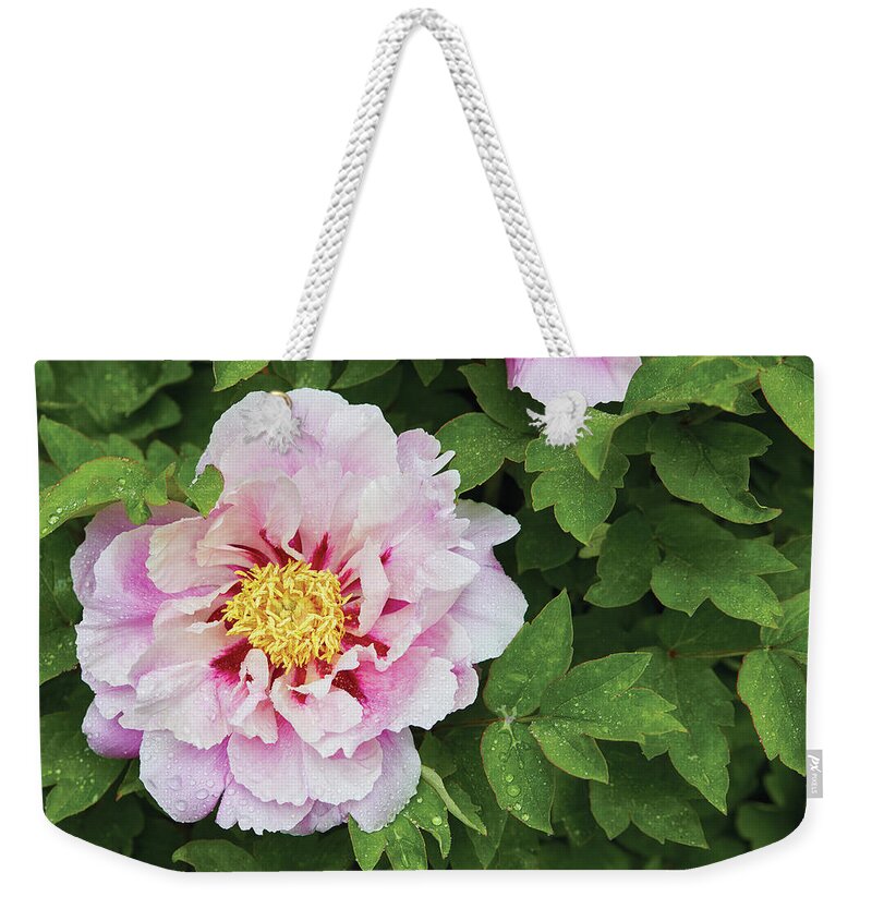 Flowers Weekender Tote Bag featuring the photograph Pink Peony by Garden gate magazine