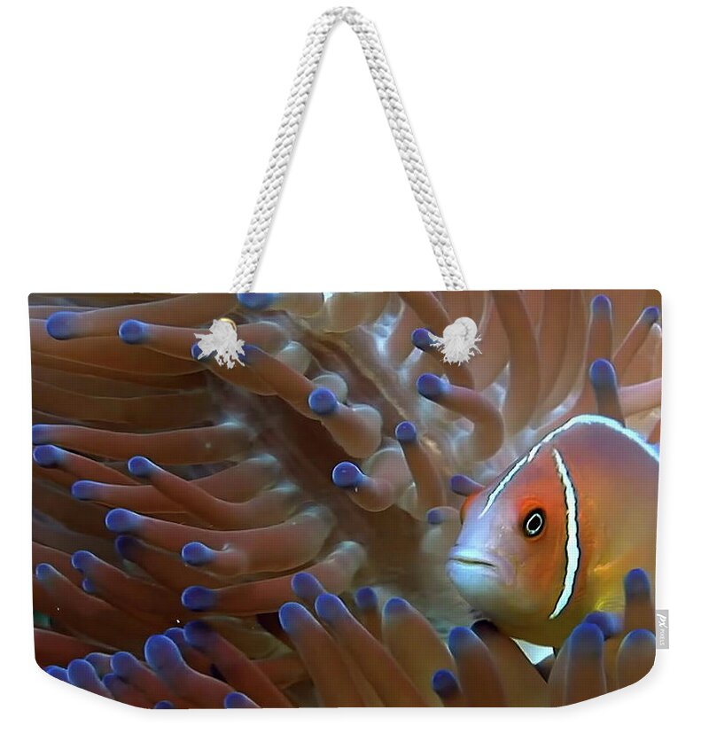 Fish Weekender Tote Bag featuring the photograph Pink Skunk Clownfish in Bubble Tip Anemone by Russ Harris