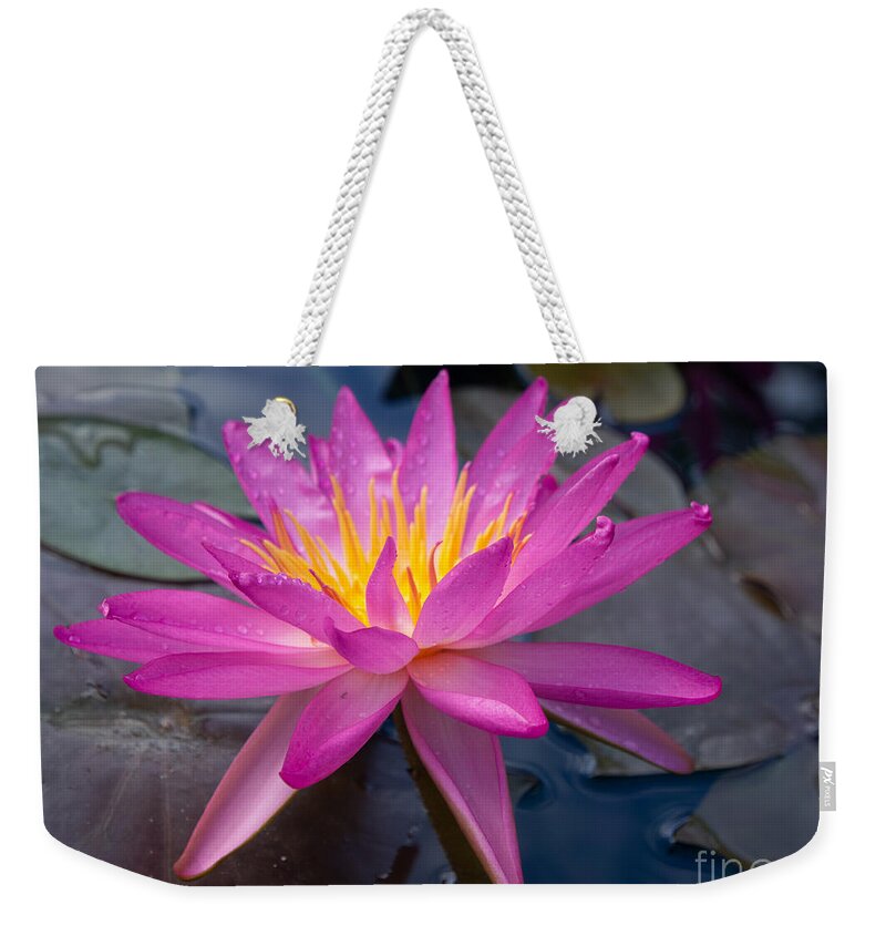 Pink Weekender Tote Bag featuring the photograph Pink Water Lily at Sara P Duke Garden by L Bosco