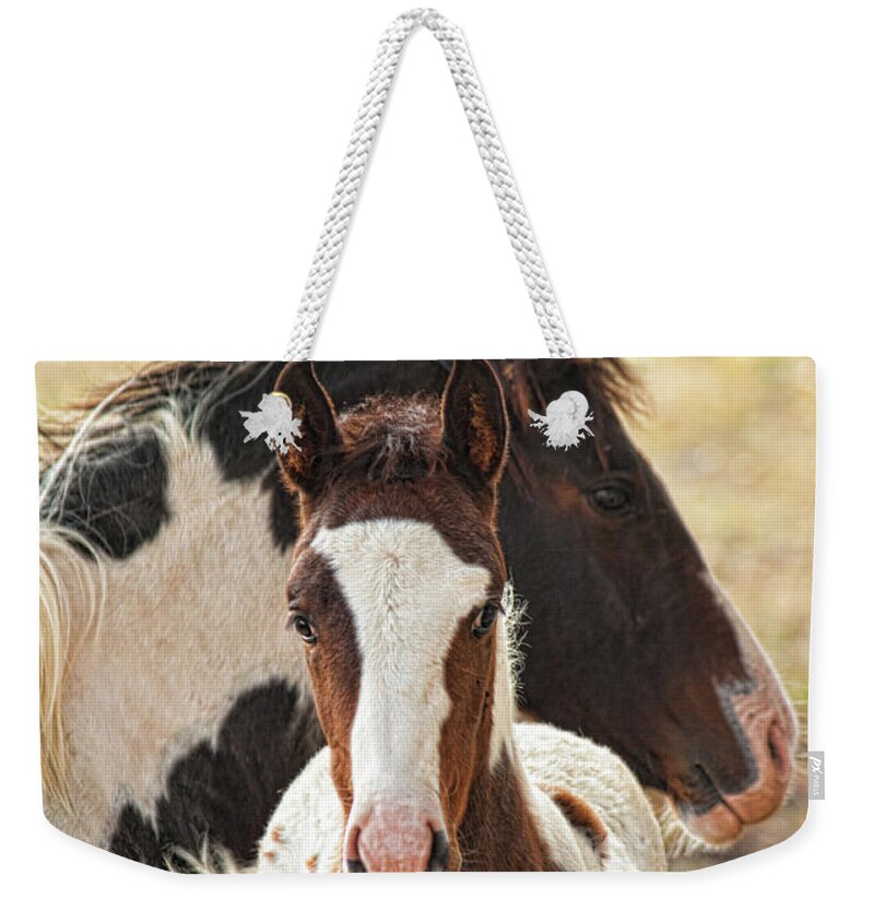 Horse Weekender Tote Bag featuring the photograph Pinto Mare And Colt by Melinda Moore