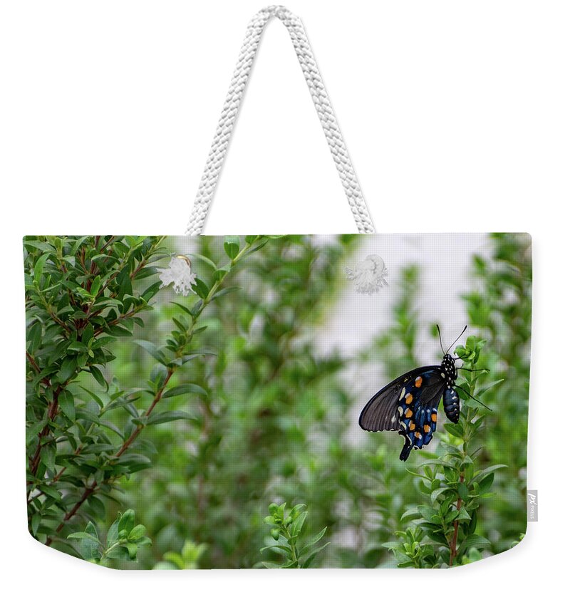 Butterfly Weekender Tote Bag featuring the photograph Pipevine Swallowtail by Douglas Killourie