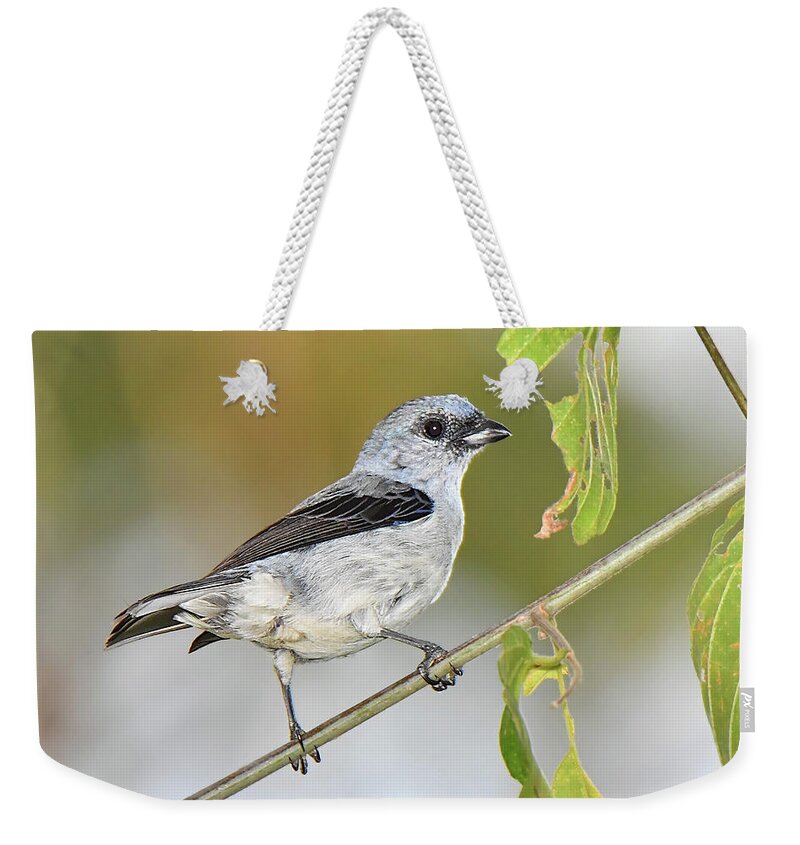 Bird Weekender Tote Bag featuring the photograph Plain-colored Tanager by Alan Lenk