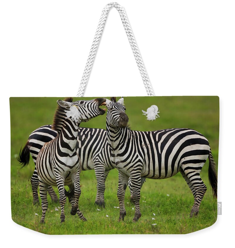 Plains Zebra Weekender Tote Bag featuring the photograph Plains Zebras, Ngorongoro Conservation by Mint Images - Art Wolfe