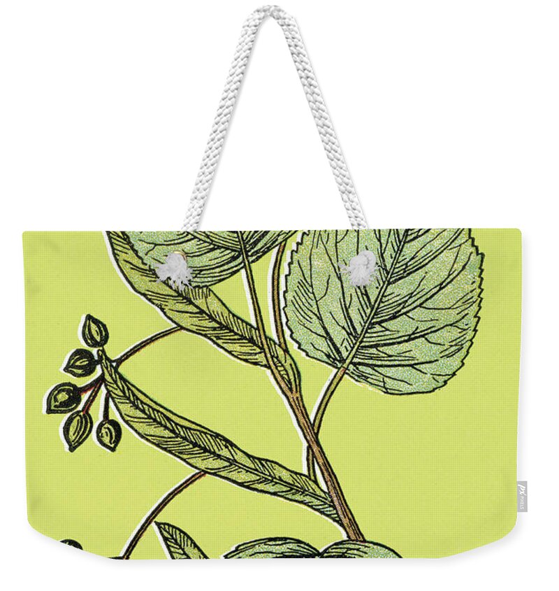 Bloom Weekender Tote Bag featuring the drawing Plant by CSA Images