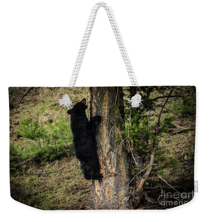 #cubs Weekender Tote Bag featuring the photograph Playful Cub by George Kenhan