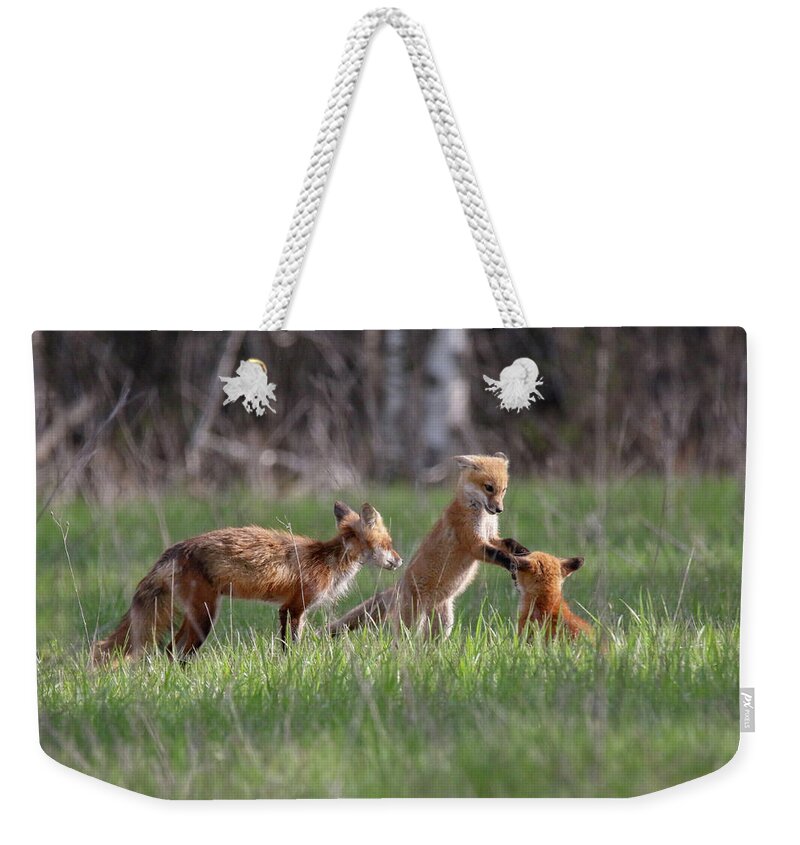 Red Fox Weekender Tote Bag featuring the photograph Playful Fox Kits 2 by Brook Burling
