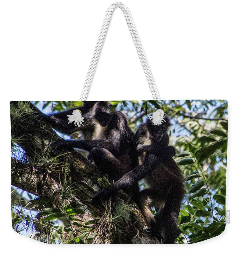 Chiapas Weekender Tote Bag featuring the photograph Playing in the Treetops by Kathy McClure