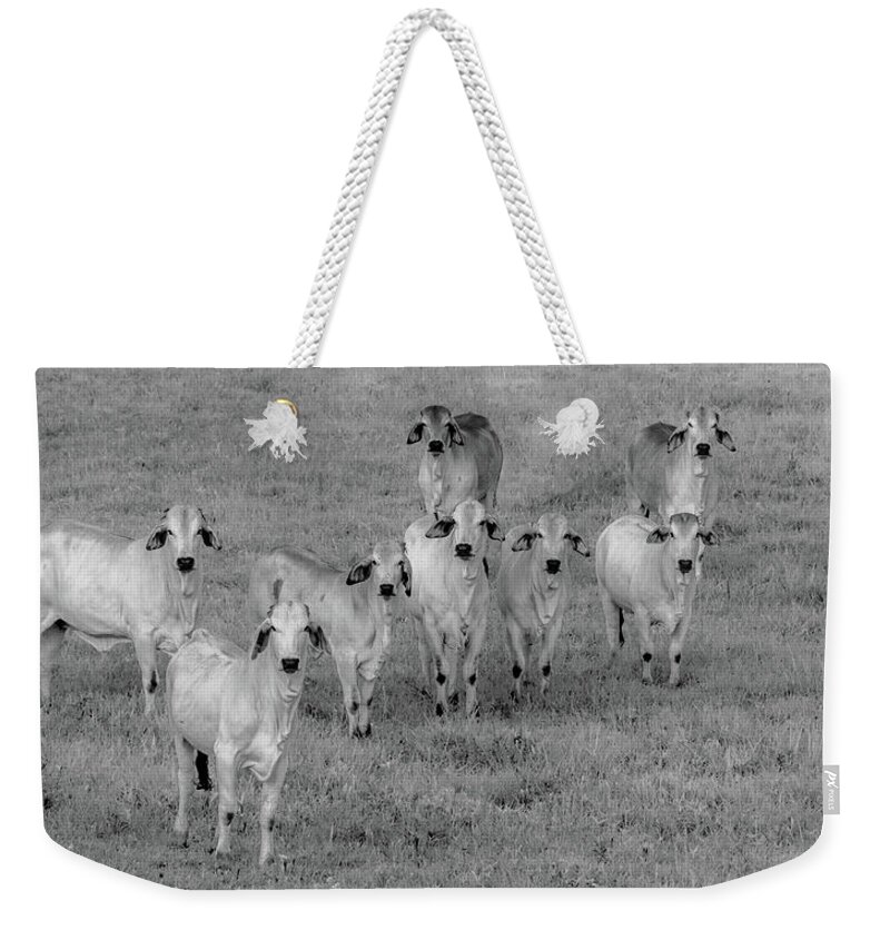 Tennessee Weekender Tote Bag featuring the photograph Please Tell Me You Brought Breakfast, Infrared by Marcy Wielfaert
