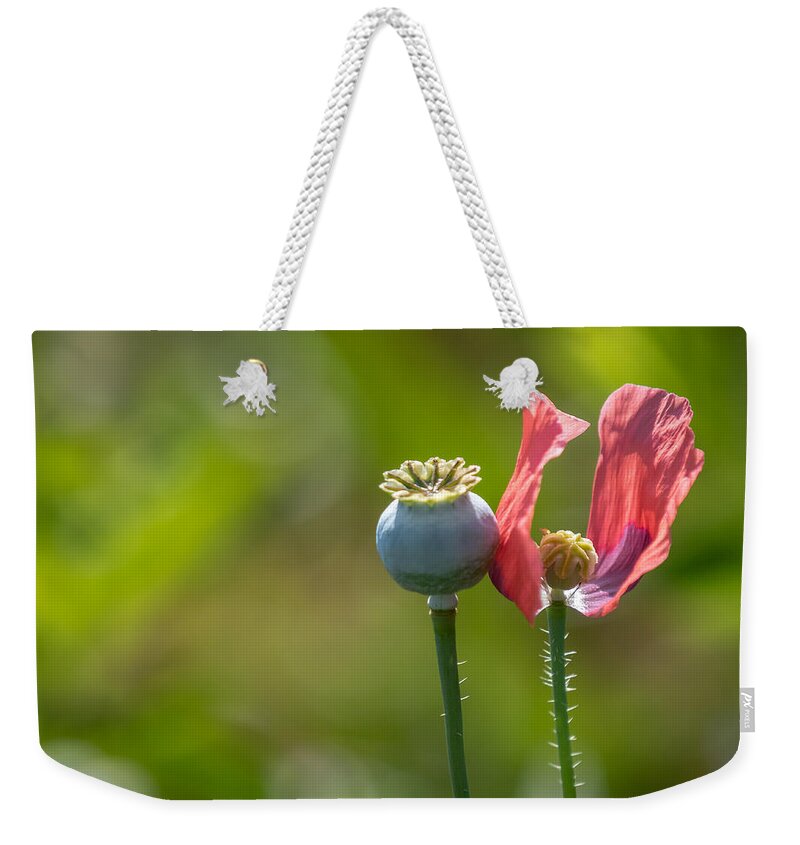 Poppies Weekender Tote Bag featuring the photograph Pleasures Are Like Poppies by Holly Ross