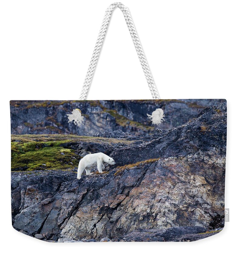 Grass Weekender Tote Bag featuring the photograph Polar Bear Ursus Maritimus On Land by Mark Smith