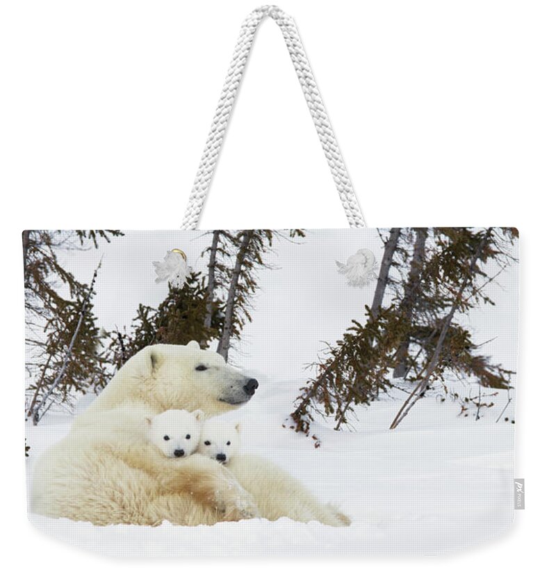 Bear Cub Weekender Tote Bag featuring the photograph Polar Bear Ursus Maritimus Sow And Two by Richard Wear / Design Pics