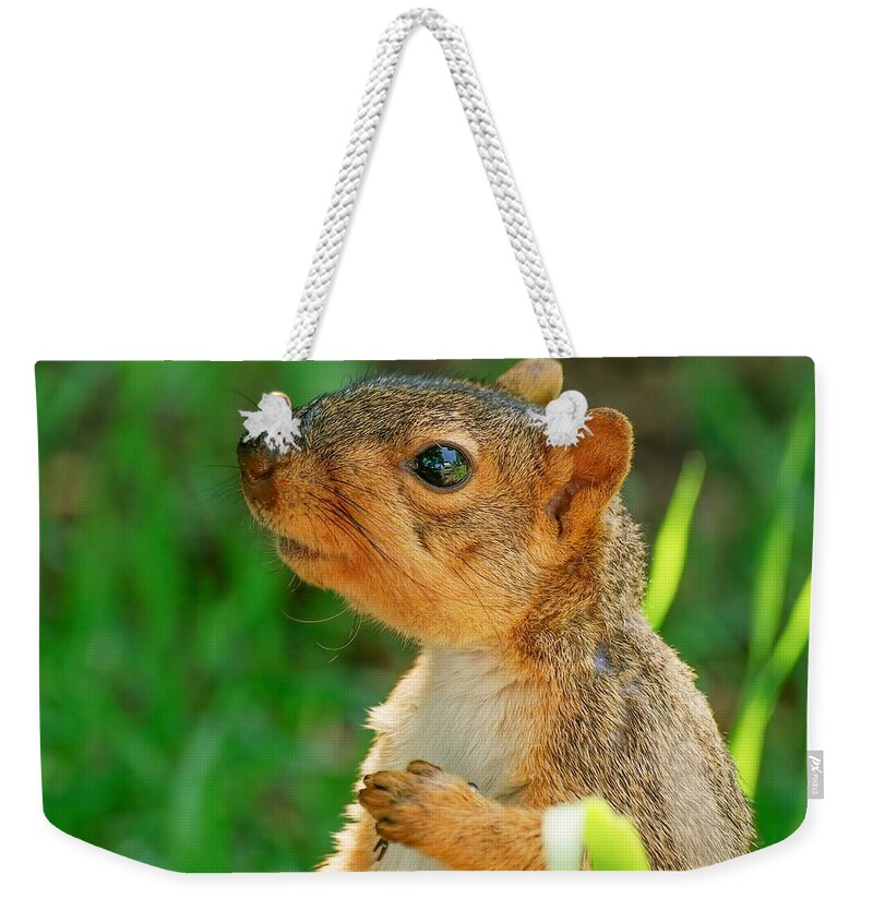 Fox Squirrel Weekender Tote Bag featuring the photograph Pondering Squirrel by Don Northup