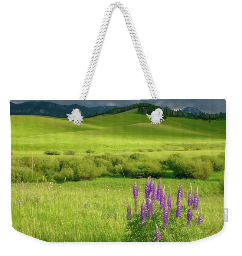 Lupines Weekender Tote Bag featuring the photograph Pop of Purple by Marcy Wielfaert