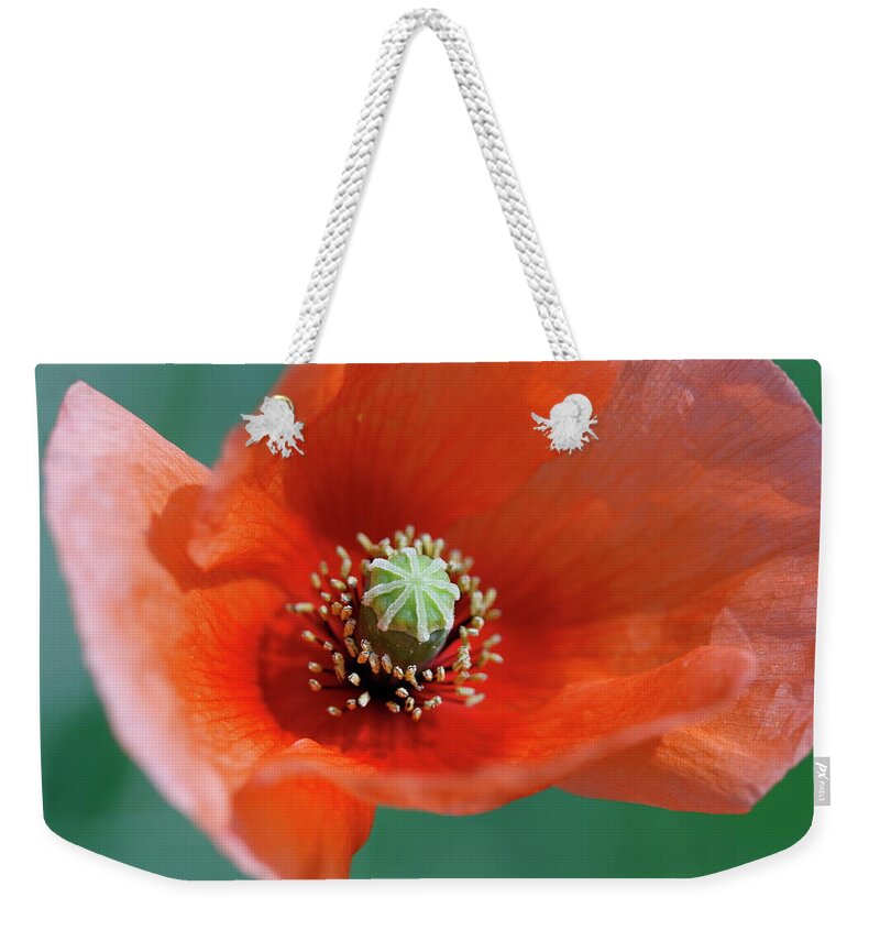 Shadow Weekender Tote Bag featuring the photograph Poppy Flower by Copyright Crezalyn Nerona Uratsuji