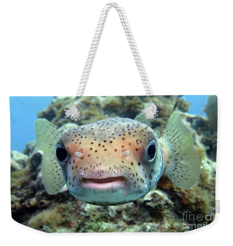 Underwater Weekender Tote Bag featuring the photograph Porcupinefish 13 by Daryl Duda